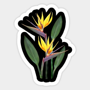 Strelitzia a Tropical Flower in Kenya - Africa Sticker